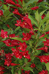 Red Prince Weigela